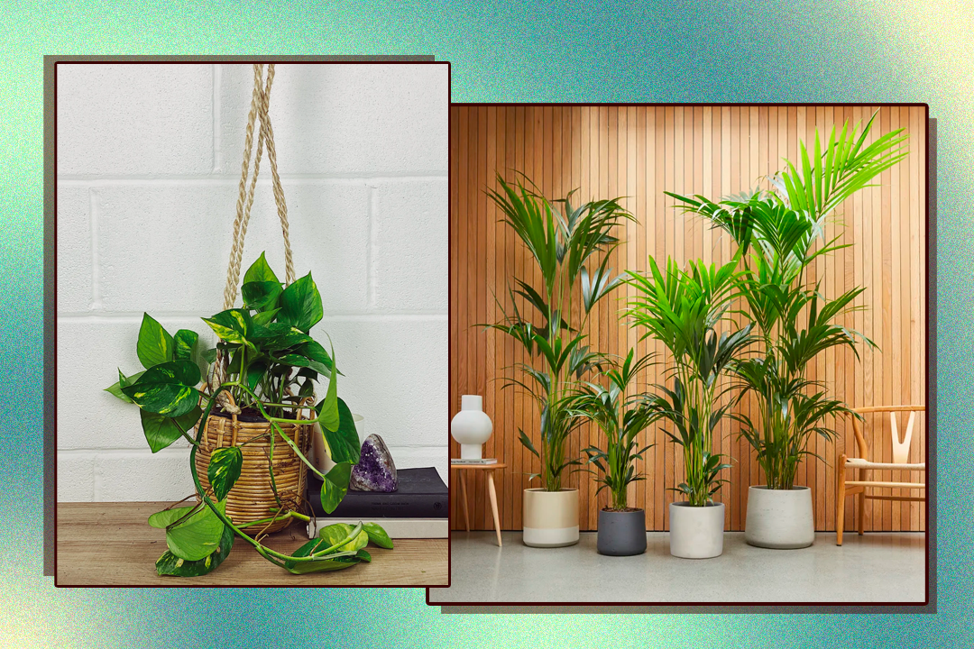 Buy store plants online